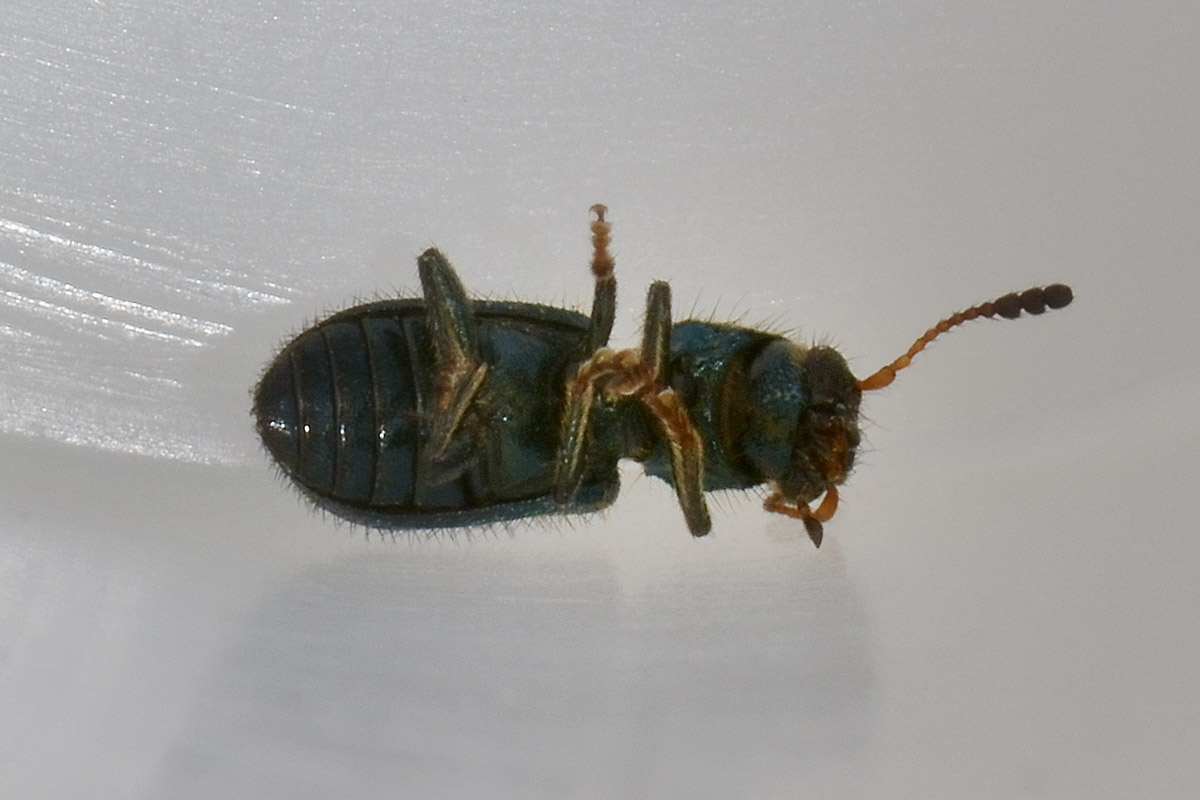 Korynetes pusillus - Cleridae